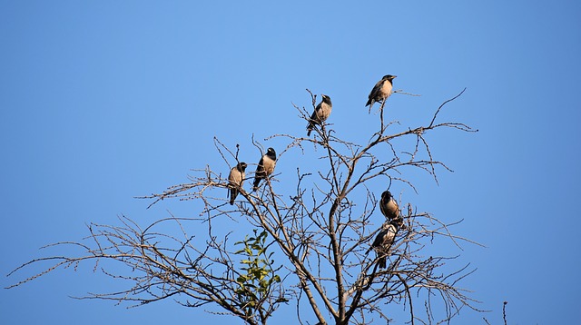 Birds Image by Rajesh Balouria from Pixabay 