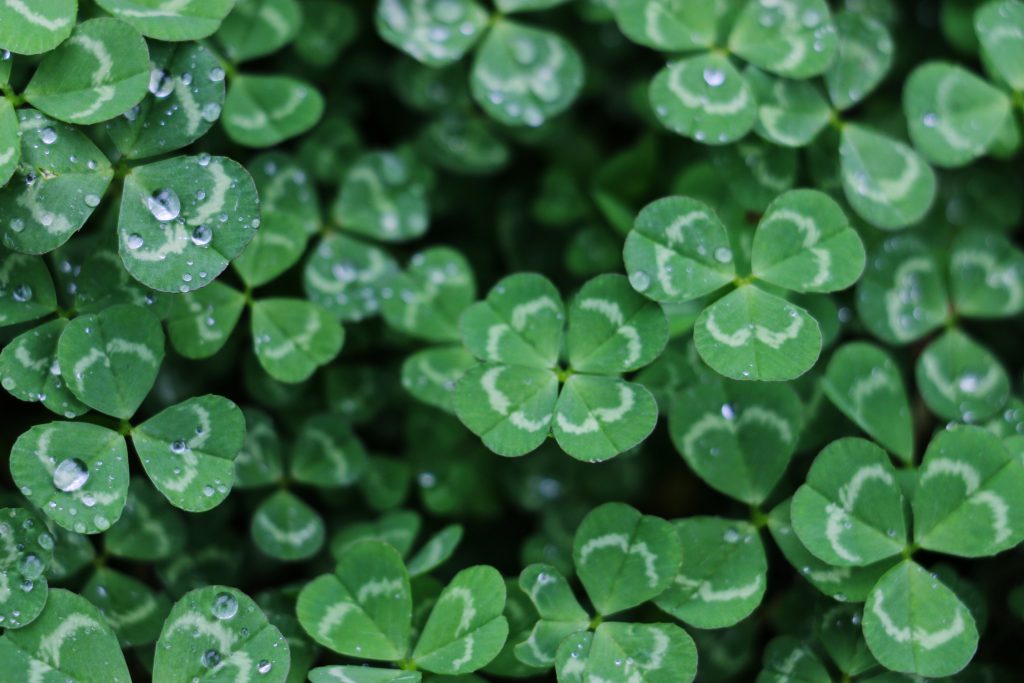 Clover by Yan Ming on Unsplash