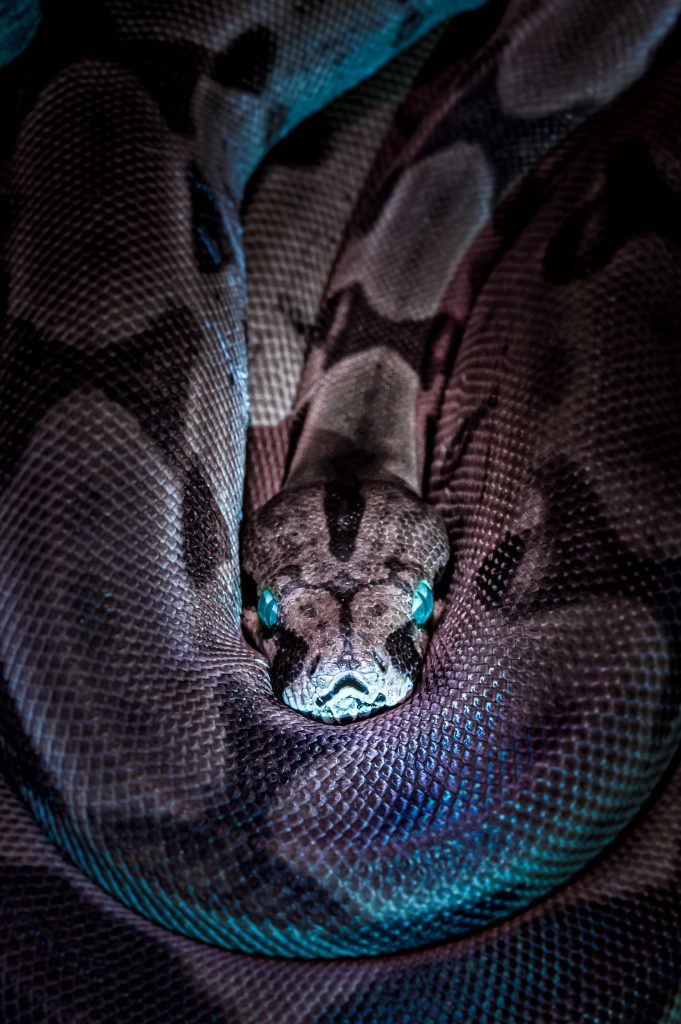 Snake by Jan Kopřiva on Unsplash