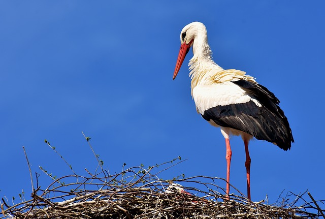 Stork by Alexas_Fotos from Pixabay 